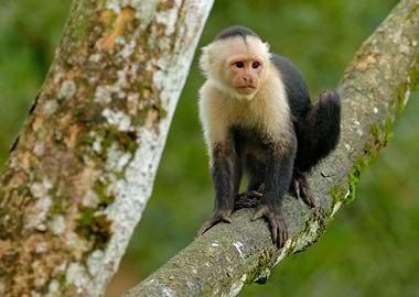 WhiteHeaded Capuchin Black