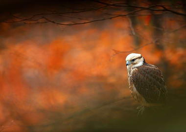 Lanner Falcon Falco Biarmi