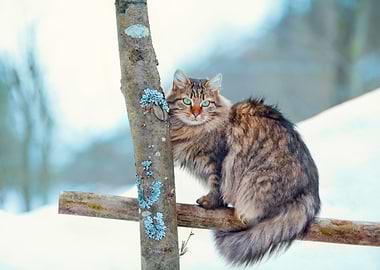 Cat Sitting On The Fence