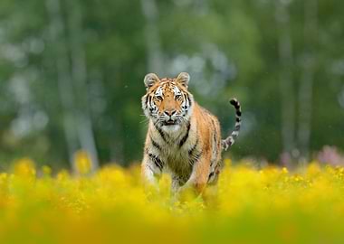 Siberian Tiger In Beautifu