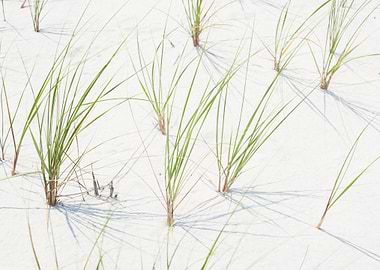 Sea Grass