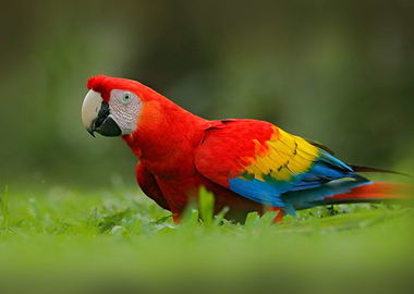 Parrot In Grass Wildlife I