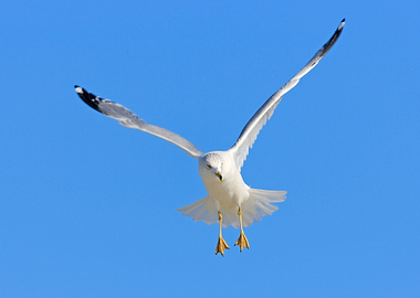 Bird In Fly With Blue Sky