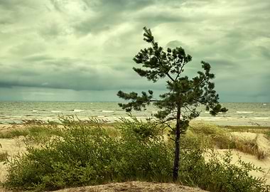Pine Tree On The Beach