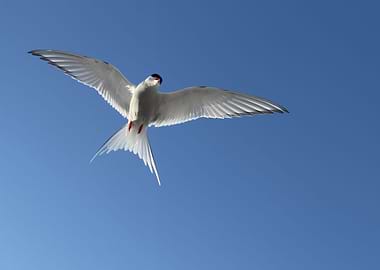 Arctic tern bird