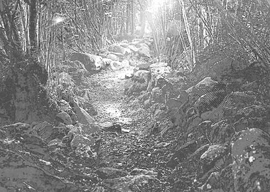 Pathway in a Forest Glade