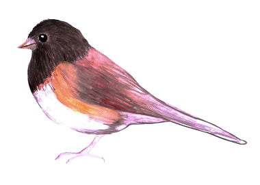 Junco bird watercolor