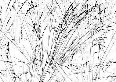 Feather Grass In Winter