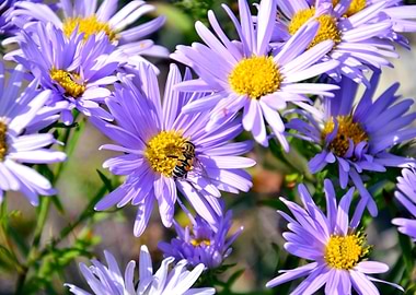 Striped bee on daisies