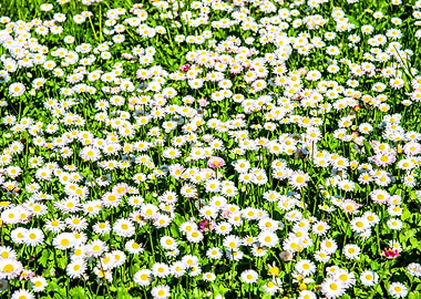 Field Of Daisy Flowers