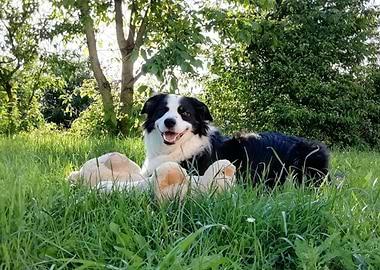 Lenny the Border Collie