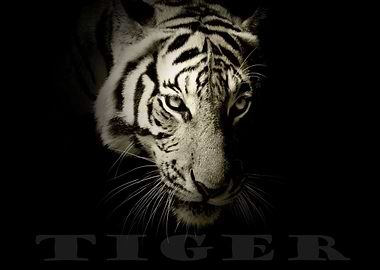 WHITE TIGER