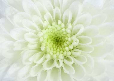 White chrysanthemum flower