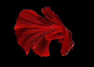 Red Fish