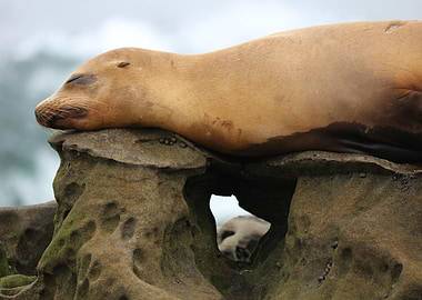 California sea lion