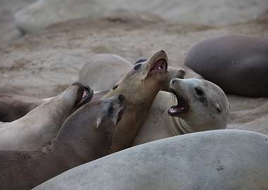 California Sea Lion