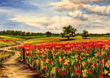 Poppy Fields