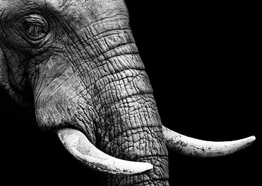 Elephant face poster