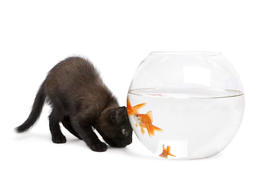 Black kitten and golden fi