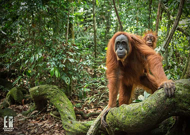 Reciprocally Curious