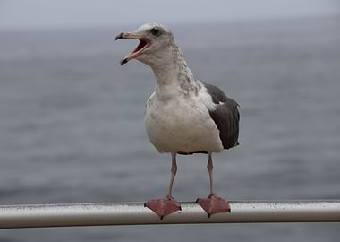 Laughing sea gull