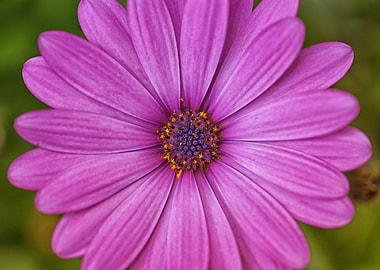 purpel flower