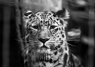 Focused Snow Leopard