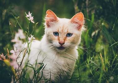 Cute Cat