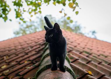 Black Kitten