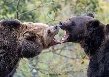 Brown Bears