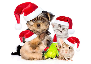 Christmas Pets