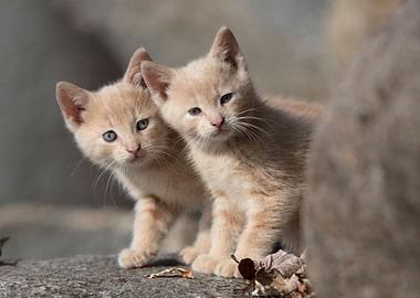 Kittens