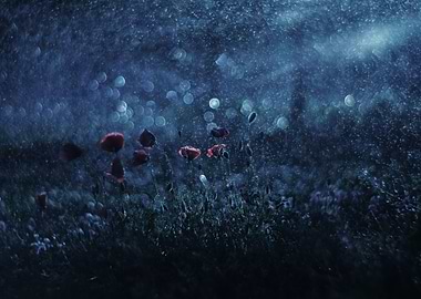 Night Poppies Meadow