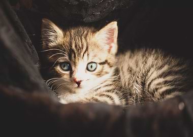 Cute Cat