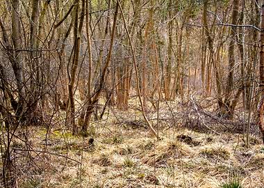 Woodland