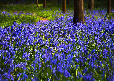 Blue Bells Woods