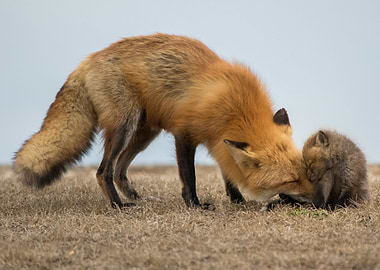 FOX