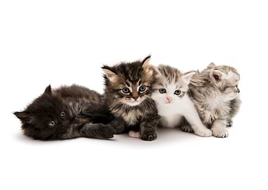 Kittens