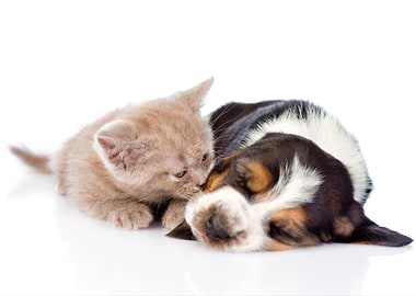 Kitten and Puppy