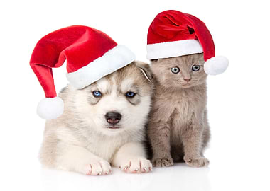 Christmas Kitten and Puppy