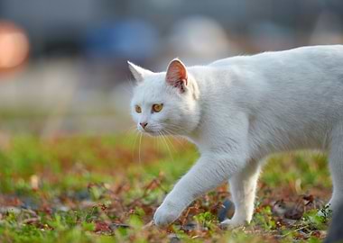 White Cat