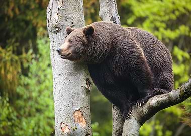 Brown Bear