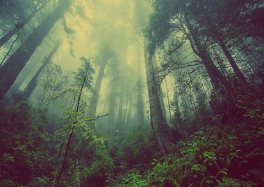 Mystical Forest