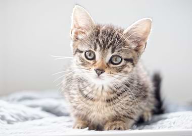 Cute Kitten
