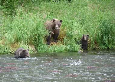 Brown Bears