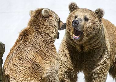 Brown Bears