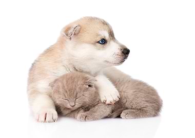 Kitten and Puppy