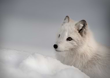 ARCTIC FOX
