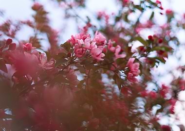 Delicate beauty of hawthor