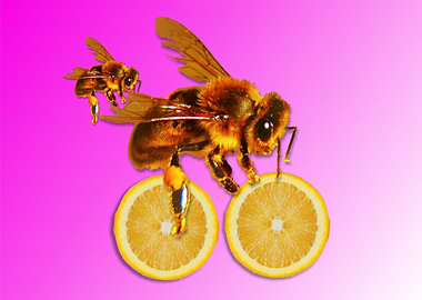 Bees riding lemon bicycle